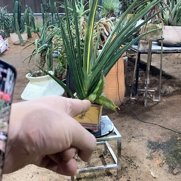 玫**香虎皮兰三号选手