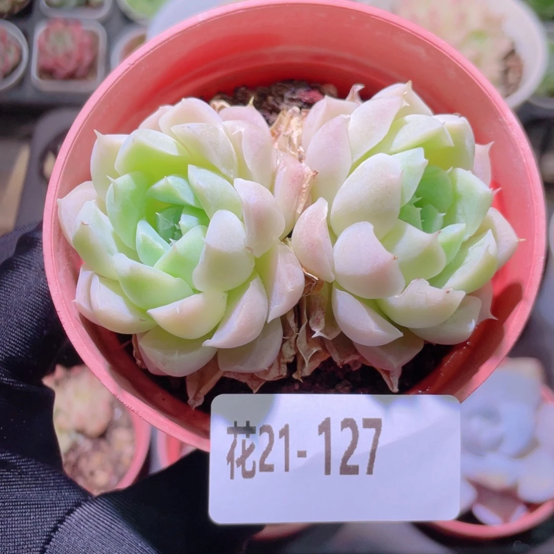 花利美21-127白月影