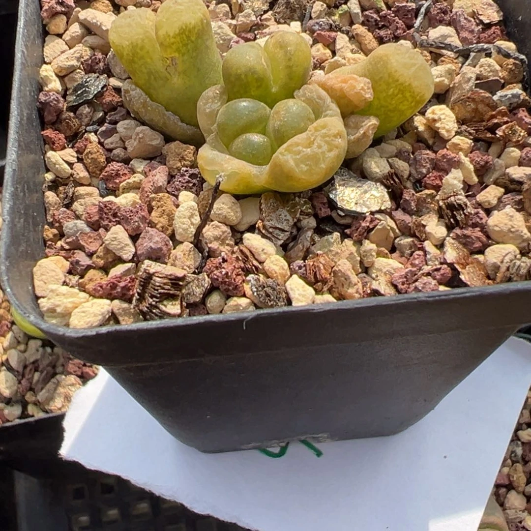 26-104肉锥多肉植物