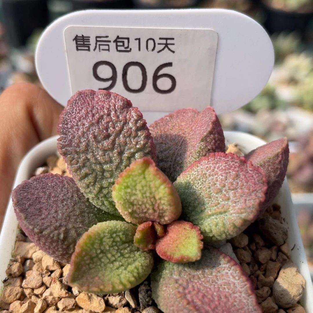 赛猪肝。  906。