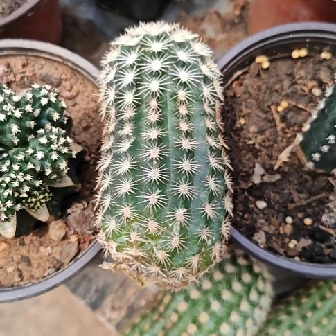 皇冠虾侧芽大仙人球特