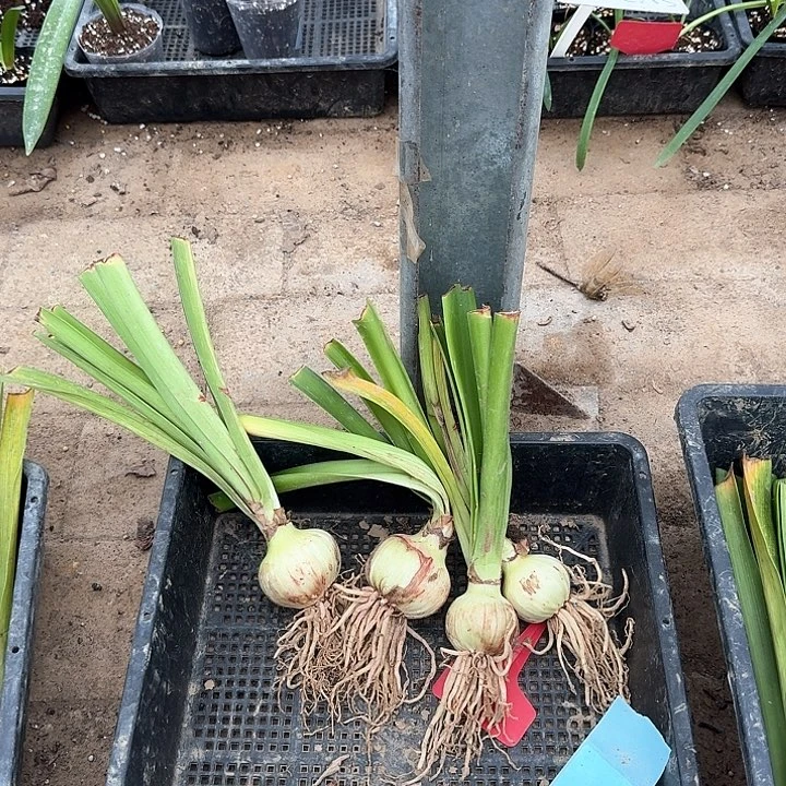 当前无花朵，栽培后可花朵期*气质