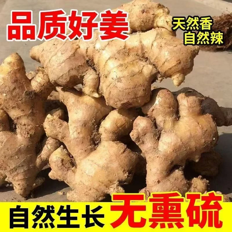 山东大姜生姜新鲜泥姜批发黄姜老姜月子姜新鲜老姜正宗批发黄姜