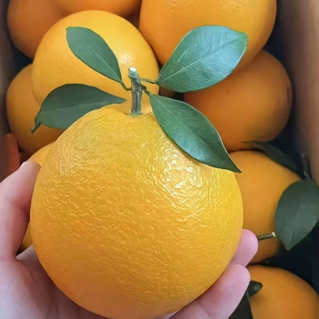 正宗江西赣南早脐橙果王新鲜现摘香甜爆汁产地直发放大应季水果