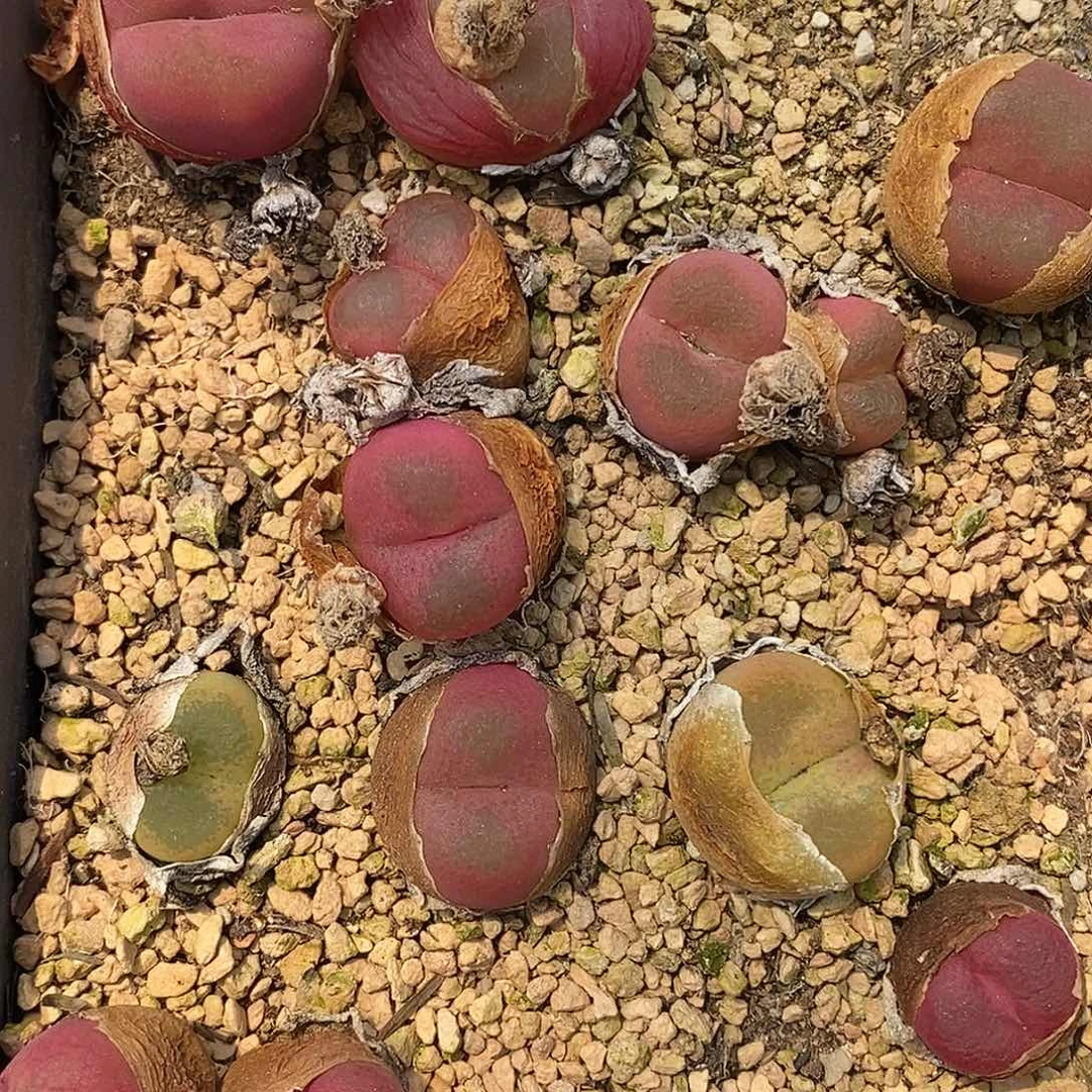 桃喜花园0601-36六一福利