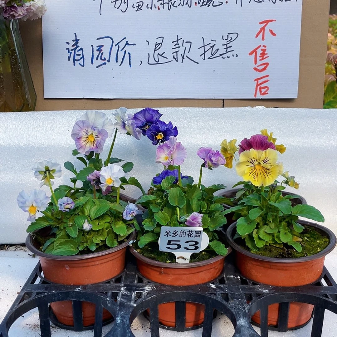 大部分花苞少量开放53