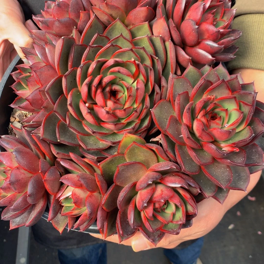 ?****?杂交11111111