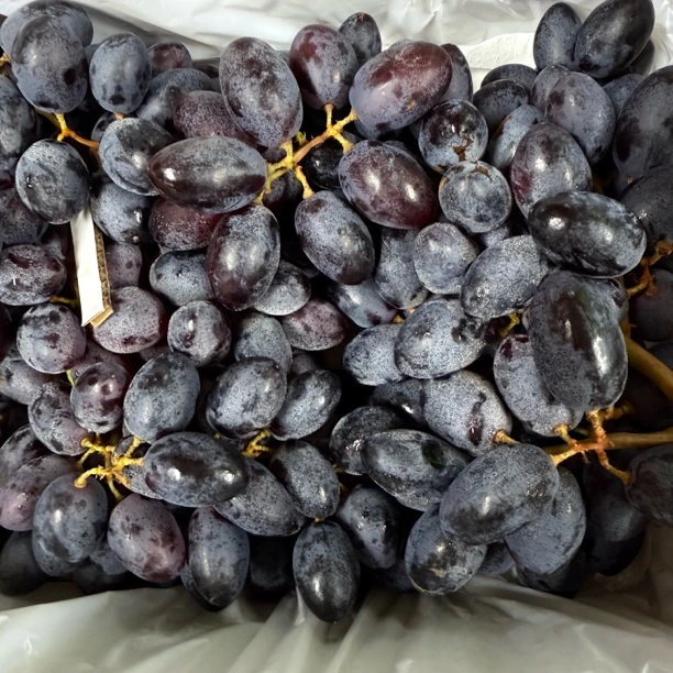 黑加仑无籽提一箱毛重6斤安徽省