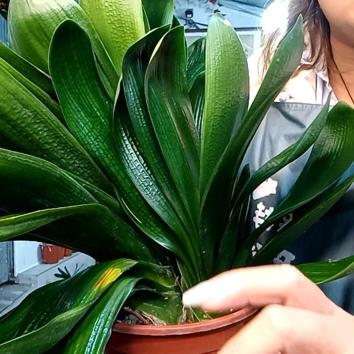 竹128大座宽王牙子