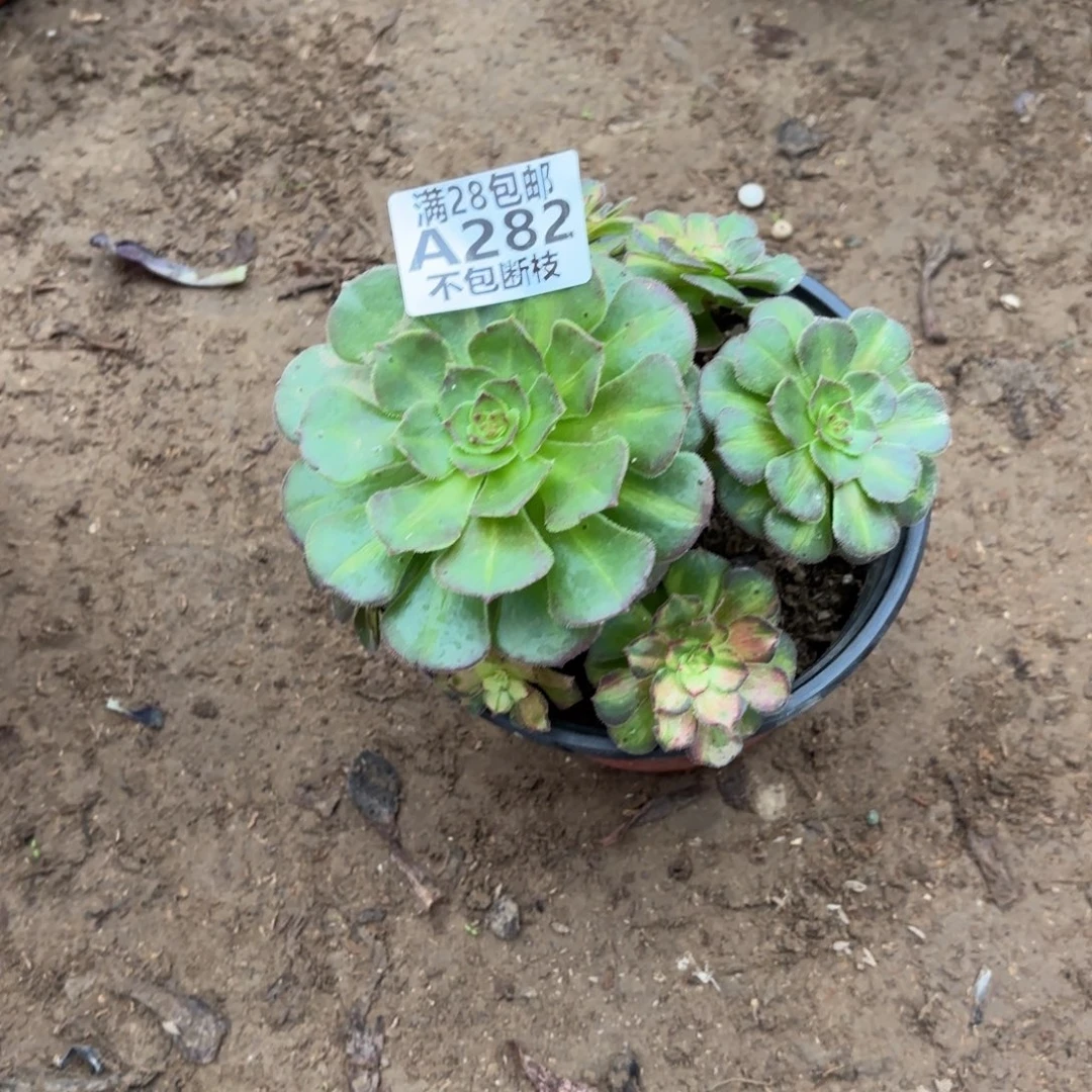 M. 282七彩海王多肉植物。cad