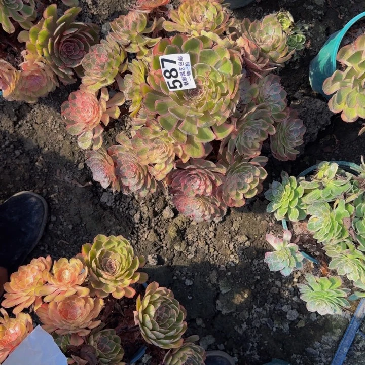 万七彩花25-7包邮花花包邮
