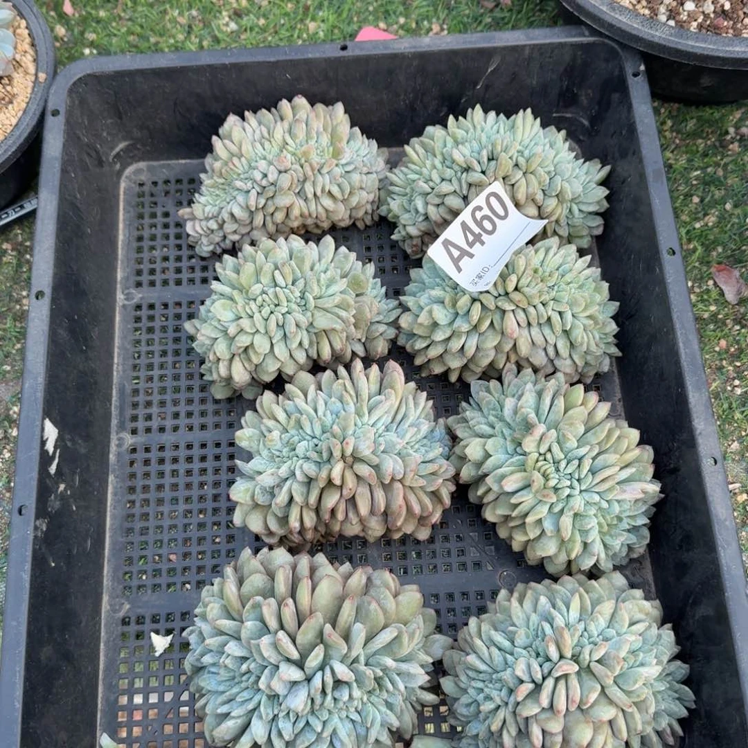 星影缀化呀呀呀呀