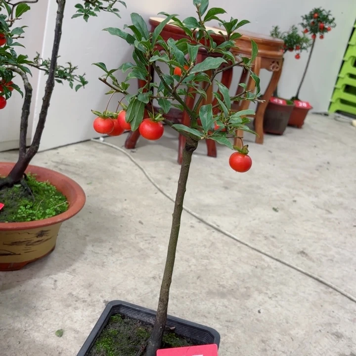 无花朵追****行金弹子盆景树