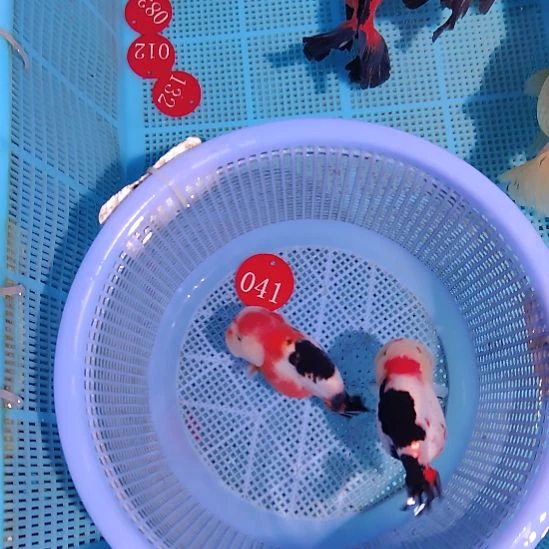 金鱼041兰寿两只特价顺丰包邮