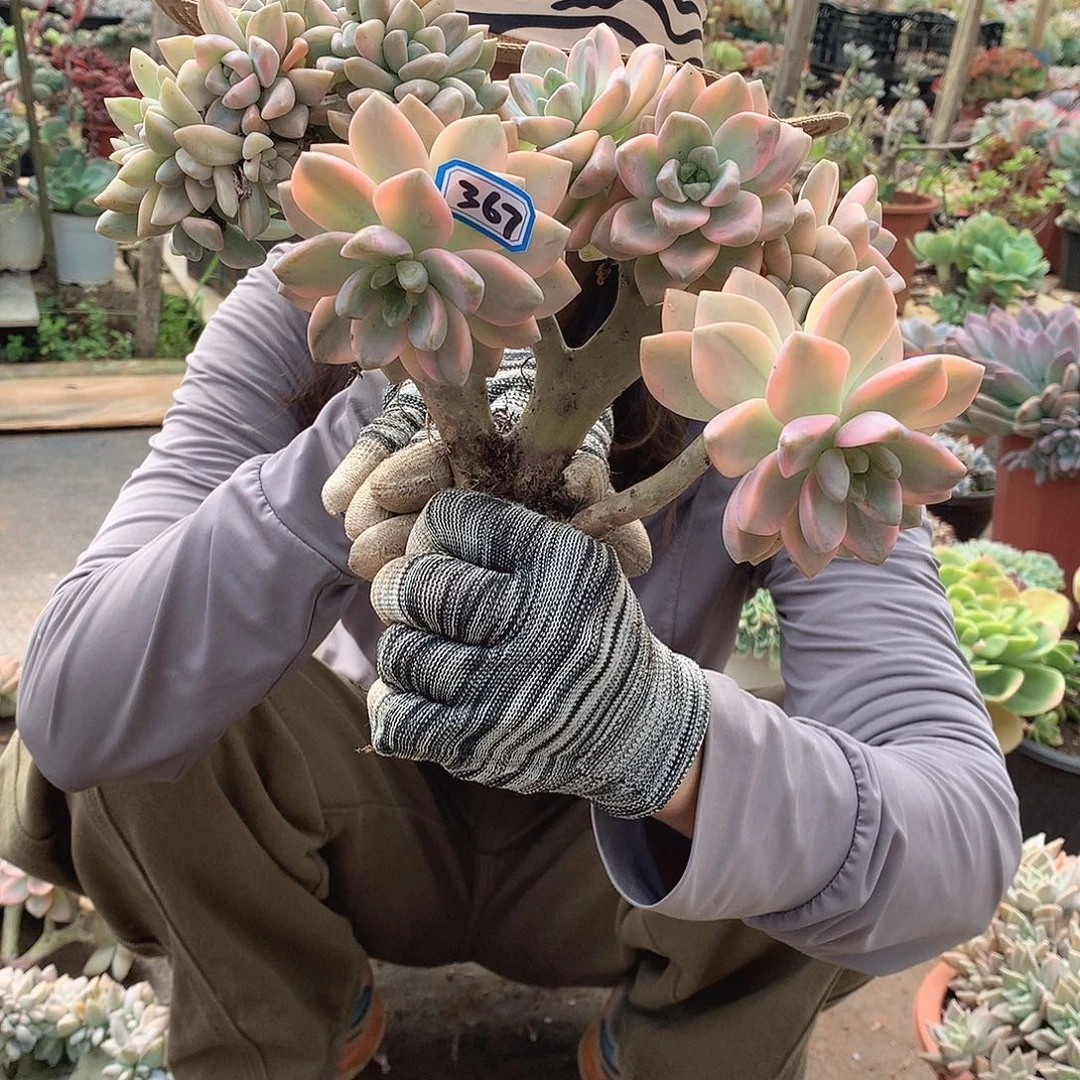 367淡雪锦缀 一物一拍多肉