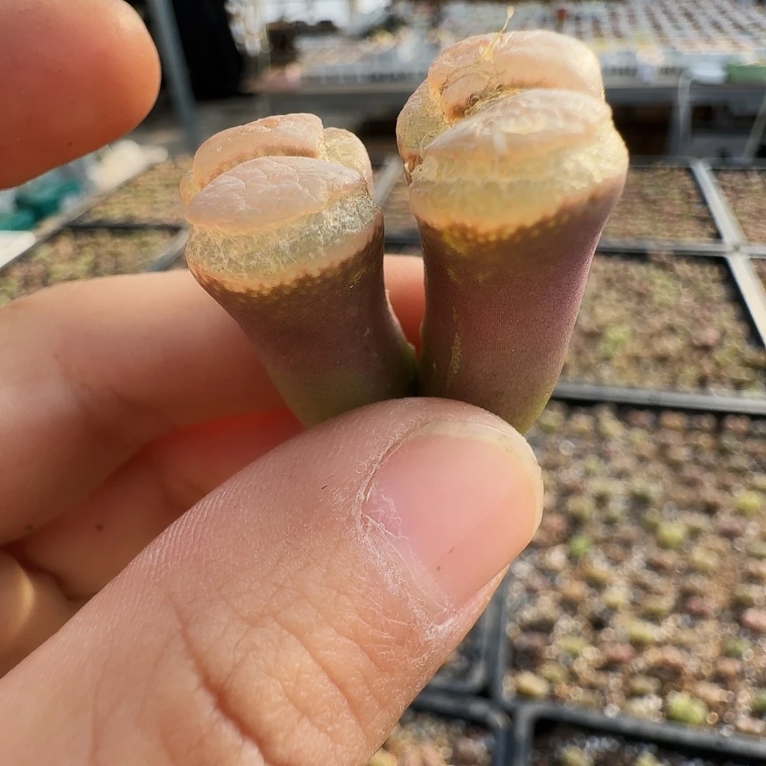 藍****多肉植物福利风铃347