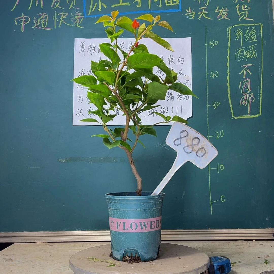 当前无花栽培后可以开花 暗斑同安红 880