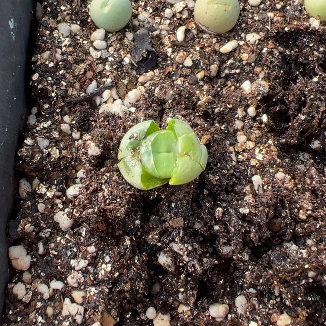 量拍大型p嘴小苗一颗，买五送一
