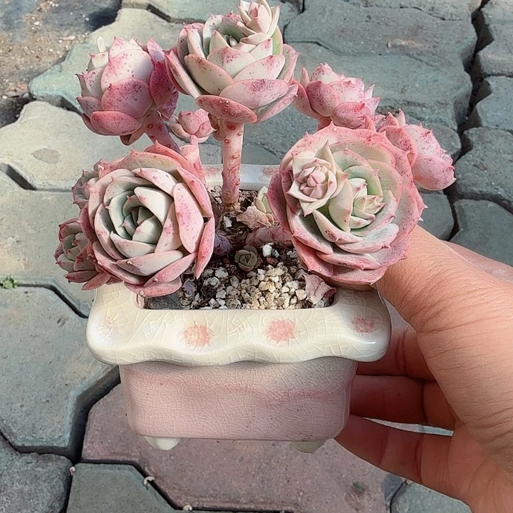 克罗地亚玫瑰多肉带盆