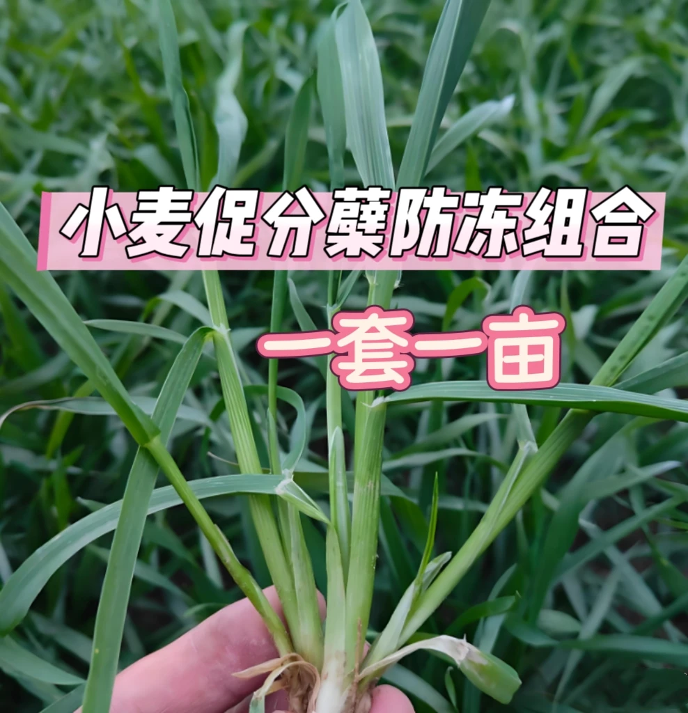 高端小麦促分蘖防冻一套一亩营养叶面组合
