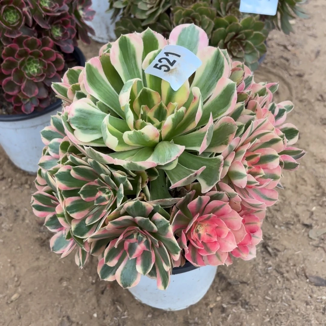 妖月多肉断枝不包521