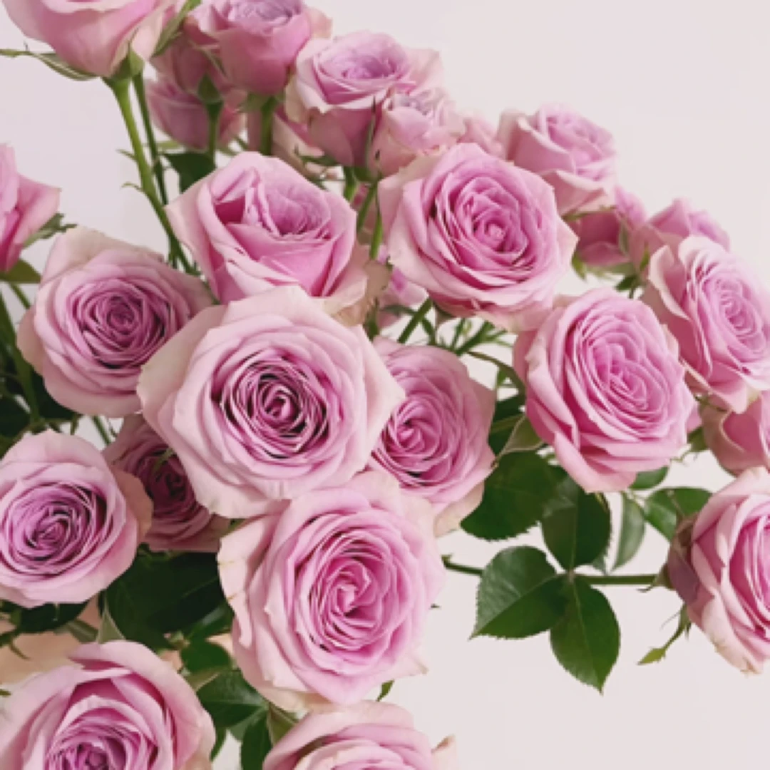 【微风】莱拉多头玫瑰10枝-1单中通，2单京东包邮！