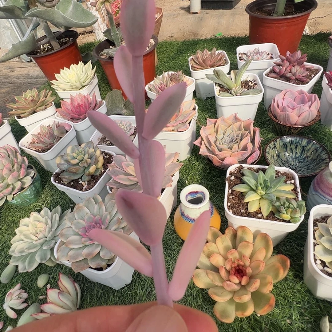 腾***店多肉植物多肉植物