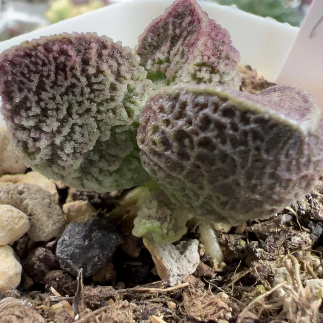 实生新品单头纯木质桩多肉植物水泡多肉植物