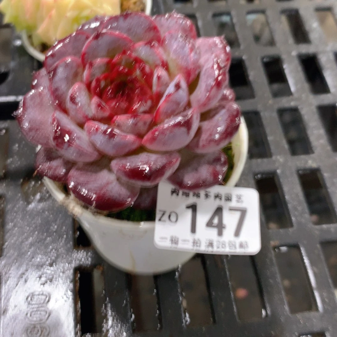 肉萌萌拇指盆精控多肉ZO147