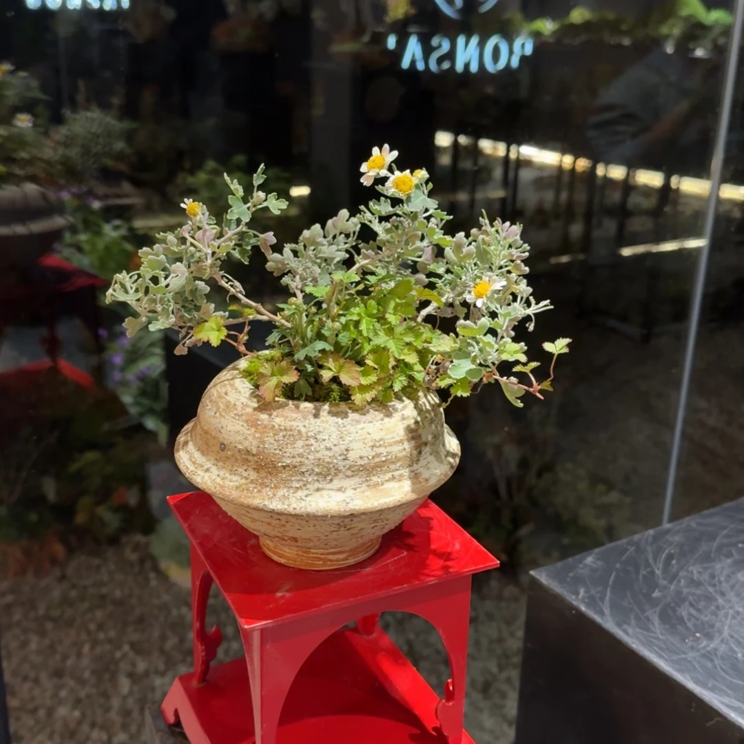 全部花朵山野草手作盆