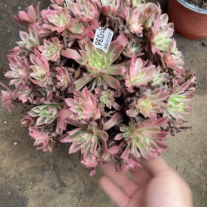 36凤凰锦多肉植物法师