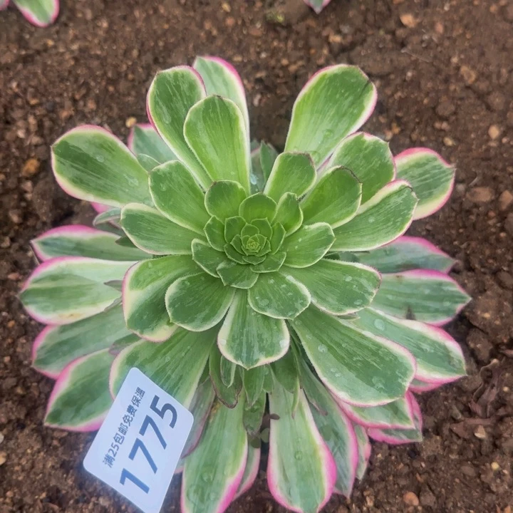 1775万彩灯多肉植物