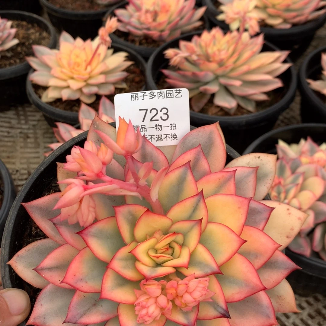 大*狮723月光女神复轮锦单头。尺寸14。多肉植物