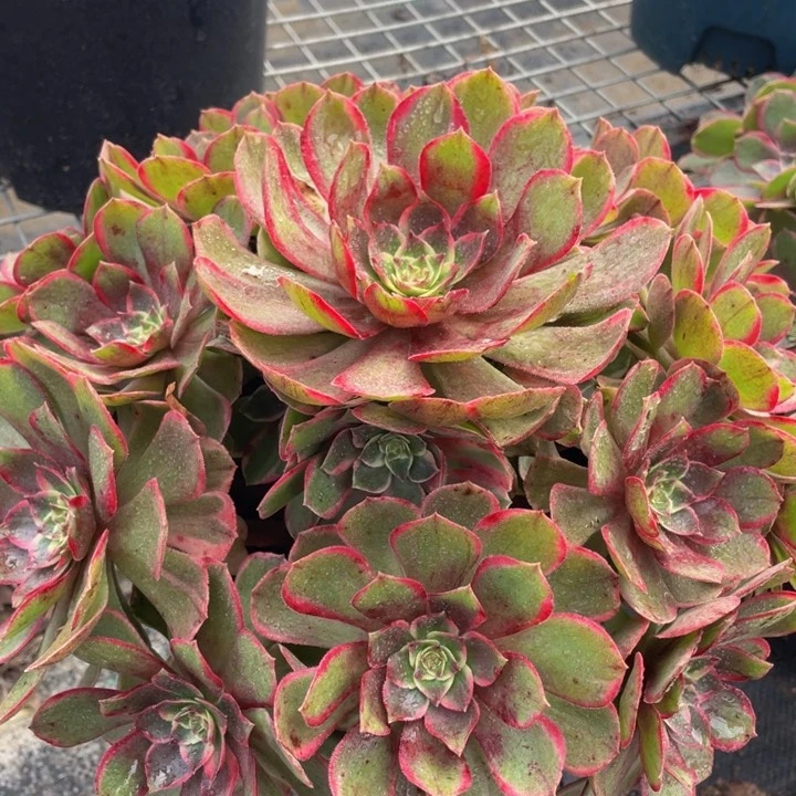 859粉花妖精品法师多肉