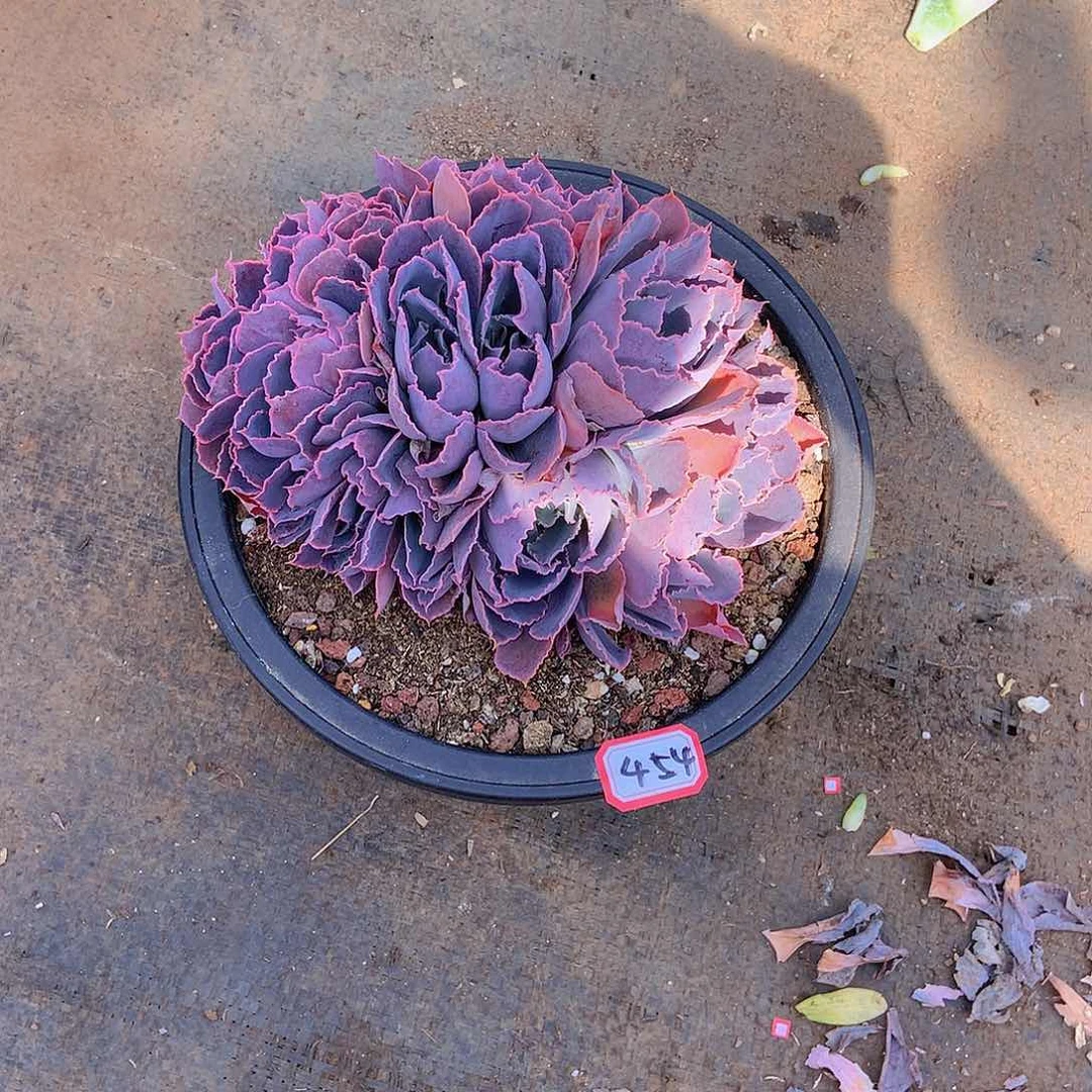 一物一拍多肉家里454晚霞之舞缀