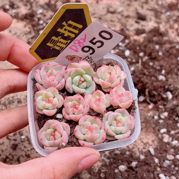 多肉植物多肉植物