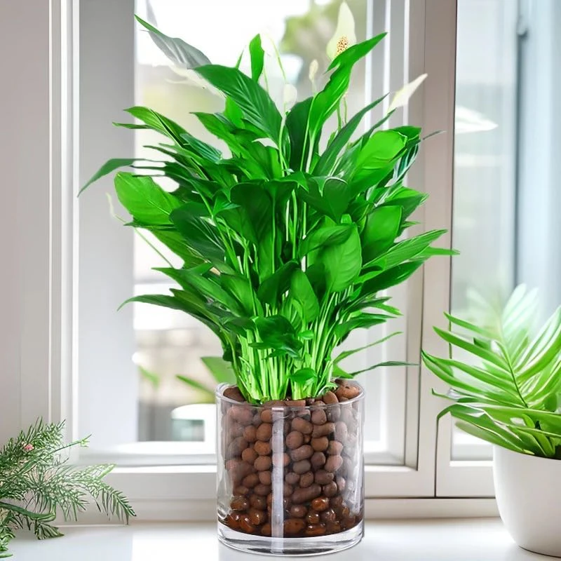 新疆包邮 白掌一帆风顺 高度55cm左右