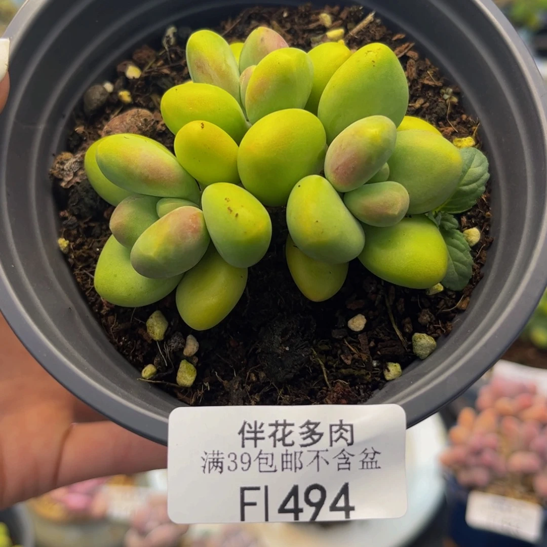 之****494-芒果kk奶酪多肉6cm