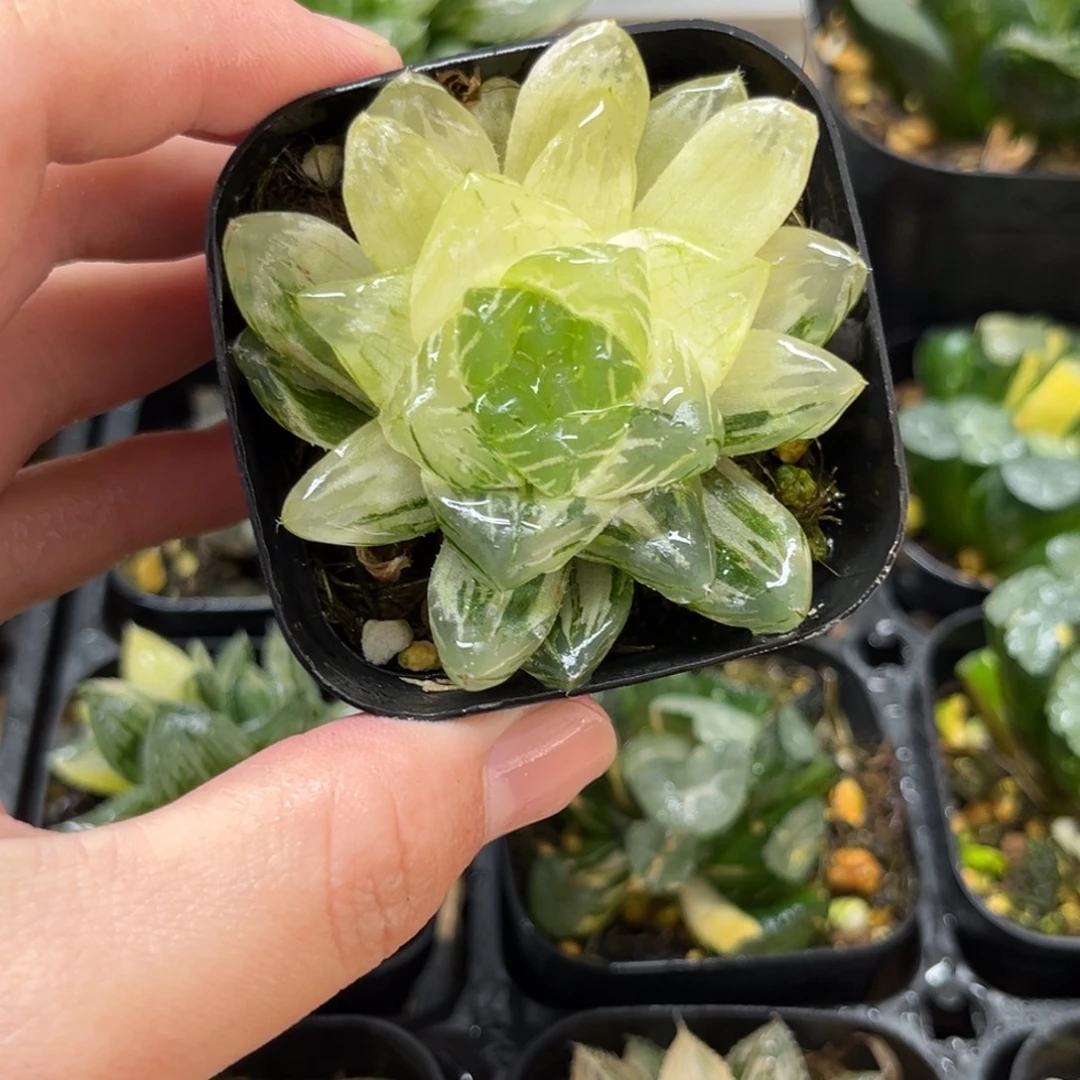 3-2单头龙爪玉露锦