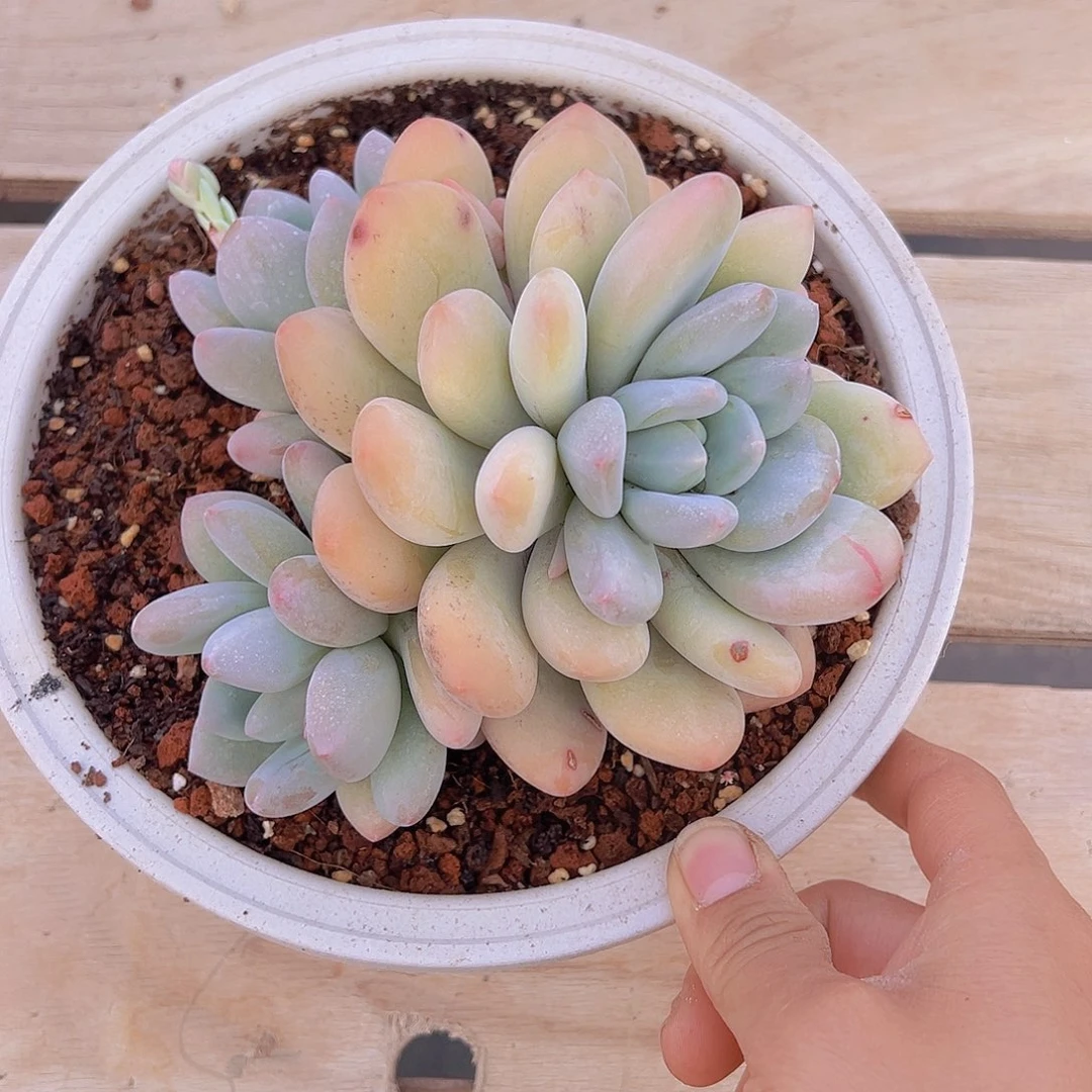 ༄****࿐香水2227植物