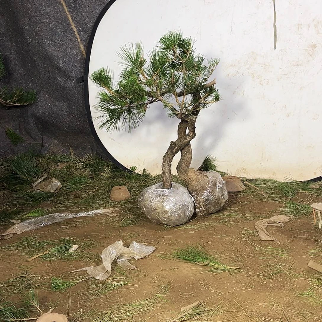 山***丘无花朵黑松112222222222