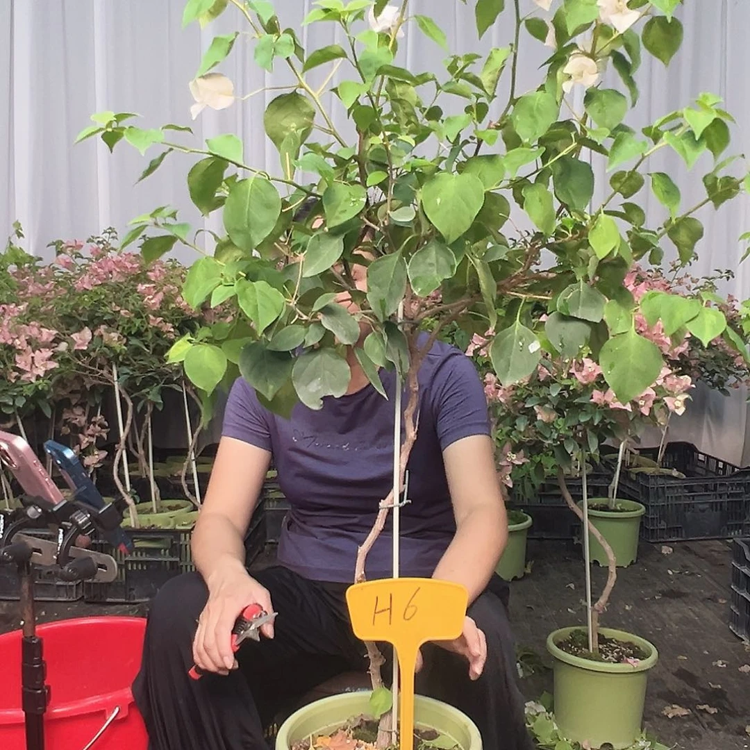 玉***兰当前无花栽培后可以开花H6暗斑丽人