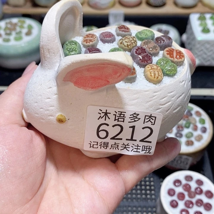 带盆土发货 精美盆栽6212