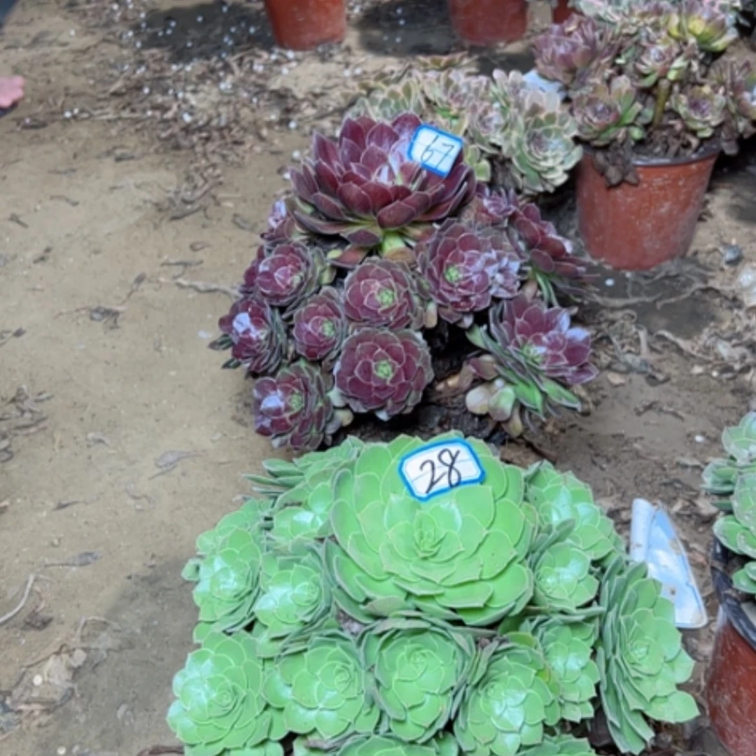 【闪购商品】两个28