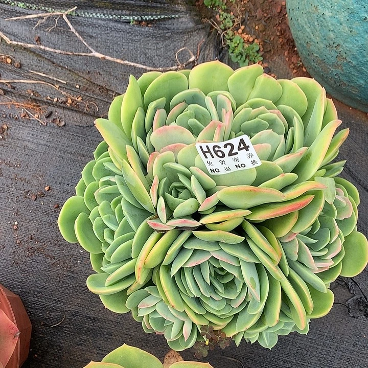 杂交大群 非偏远38包邮 节后发