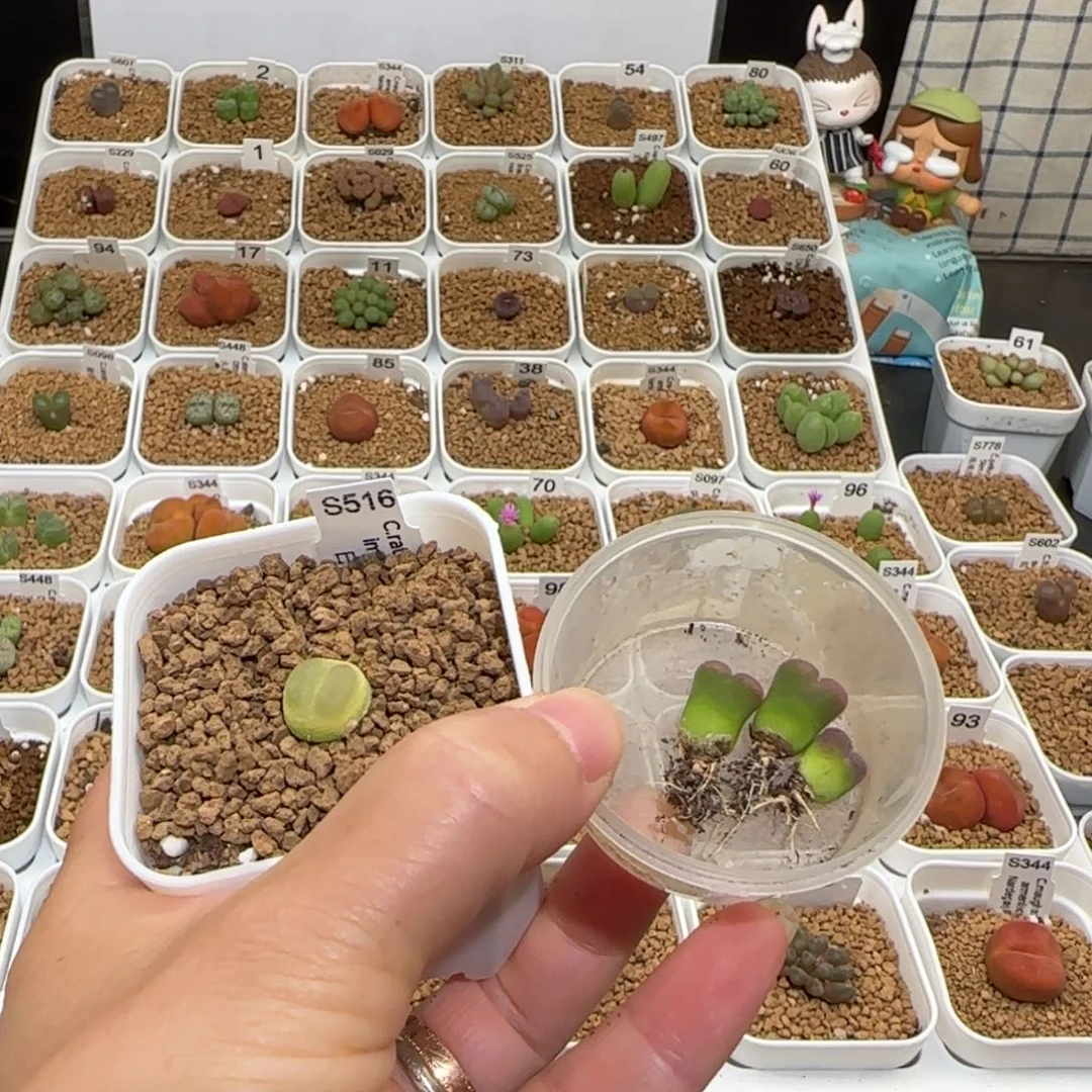 ****涂肉锥多肉植物组合-1589