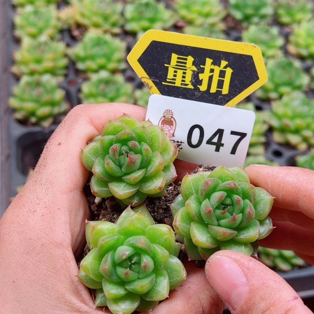 多肉植物多肉植物