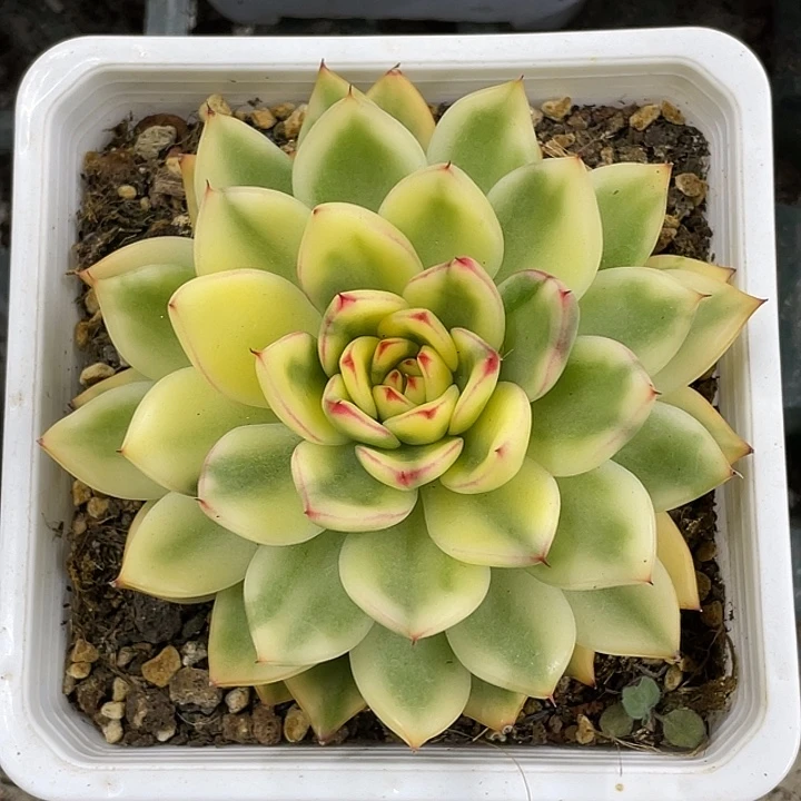 阿诗娜锦一物一拍锦龙