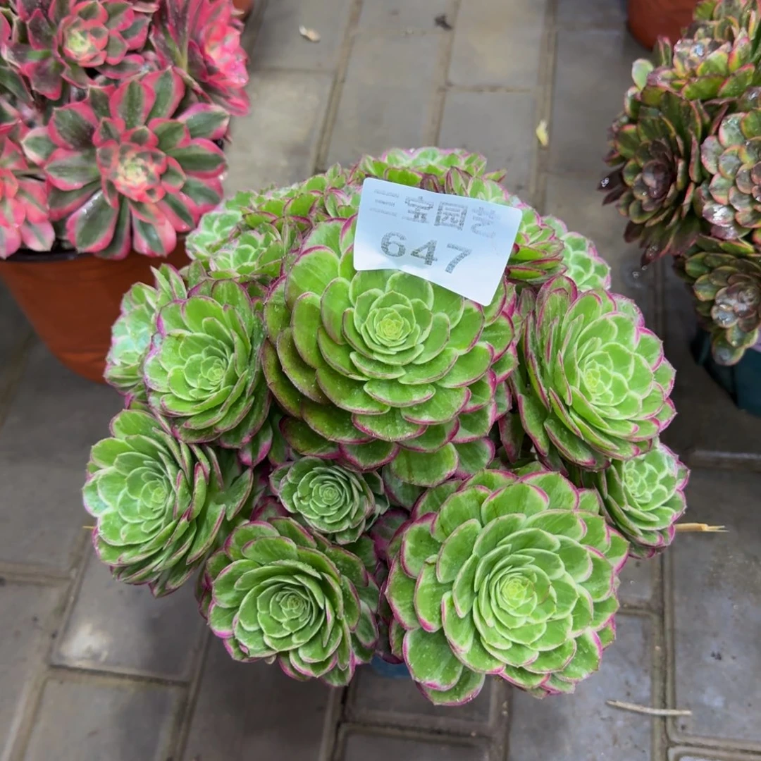 多肉植物647水晶莲花