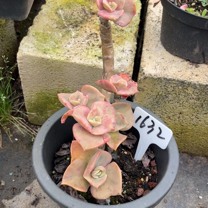 1632 0000000000000000